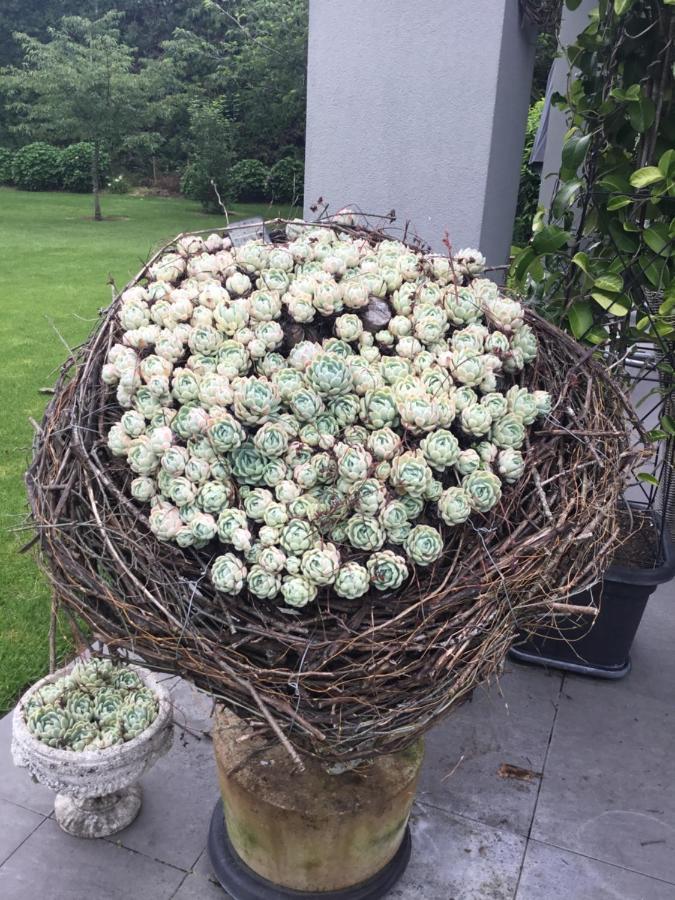 The Flower Nest Retreat Apartment Te Puna Exterior foto